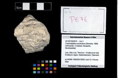 Foto (Objekt + Etikett) von Cracensigillatus acutirostrus (Moericke, 1889)  (NHMW-GEO-2014-0194-0676)